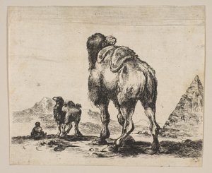 Planche 18 : chameau vu de dos avec pyramide à droite, de Divers animaux