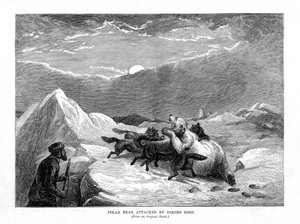 Ours polaire attaqué par des chiens esquimaux, 1877