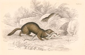 Putois Mustela putorius, membre de la famille des belettes, 1828