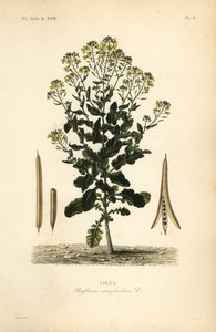 Colza polonais ou plante de colza, Brassica rapa, Brassica campestris, Colza