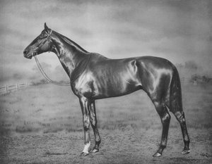 Polymelus, 1902-1924, 1911 - Unbekannt