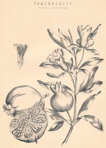 Grenade, 19e siècle