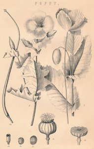 Coquelicot, 19e siècle