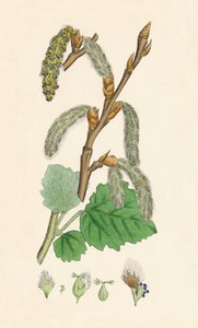 Populus canescens. Peuplier gris - Unbekannt