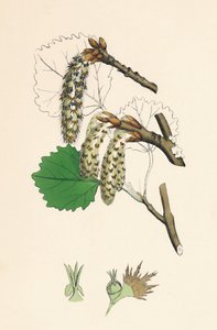 Populus tremula. Tremble, 19ème siècle