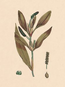 Potamogeton rufescens. Potamot rougeâtre, 19e siècle - Unbekannt