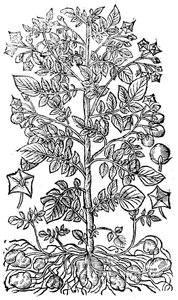 Pomme de terre, 1640 - Unbekannt