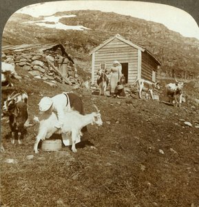 Jolies filles norvégiennes gardant des vaches et des chèvres sur les montagnes de Haukeli, Norvège, vers 1905 - Unbekannt
