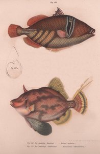 Poisson-coffre épineux Batistes aculeatus, Monacanthus bifilamentosus, vers 1850 - Unbekannt