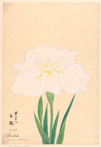 Gravure, La cascade blanche (Shirataki), No. 28 - Unbekannt