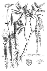 Prosopis Aculeata, 1799 - Unbekannt