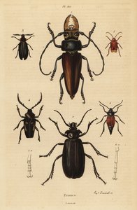 Psalidognathus friendii 1, Madre de la Culebra, Acanthinodera cumingii 2, Allocerus dilaticorne 3, Callipogos barbatus 4, Anacolus sanguineus 5 et Prionus flavipennis 6 - Unbekannt
