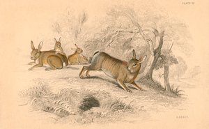 Lapin Oryctolagus cuniculus, 1828 - Unbekannt
