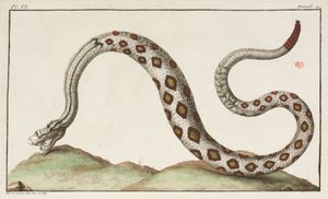 Serpent à sonnette