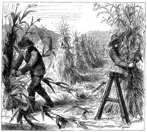 Moisson et séchage du maïs, Lake Drie, Canada, 1880