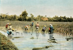 Récolte du riz, 1900 - Unbekannt