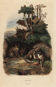 Renards roux, Vulpes vulpes, devant un terrier - Unbekannt