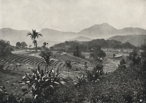 Rizières en terrasses, 1926 - Unbekannt