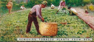 Enlèvement des plants de tabac du lit, 1926 - Unbekannt
