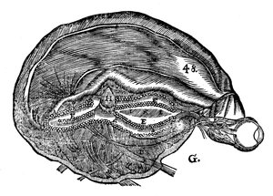 Diagramme de René Descartes du cerveau humain et de l