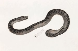 Reptiles : un serpent du Delta - Unbekannt
