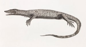 Reptiles : Tupinambis du Nil - Unbekannt