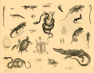 Reptiles, vers 1910 - Unbekannt