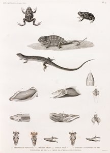 Reptiles : série d