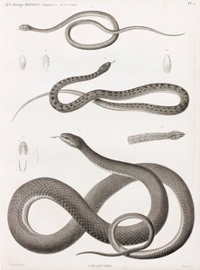 Reptiles : série d