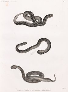 Reptiles : serpents - Unbekannt