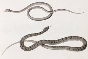 Reptiles : deux gros plans d