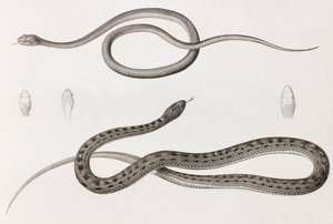 Reptiles : deux illustrations rapprochées de serpents - Unbekannt