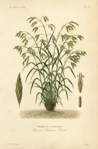 Brome de Schrader, Bromus catharticus, Bromus schraderi - Unbekannt