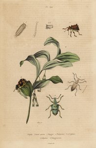 Rhigus, Platyoma et Cyphus charançons, mille-pattes hérissé, Polyxenus lagers et sceau de Salomon, Polygonatum odoratum