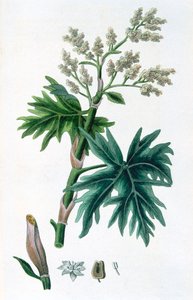 Rhubarbe, 1823 - Unbekannt