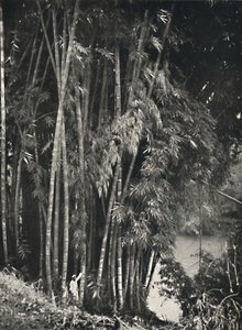 Riesenbambus Dendrocalamus giganteus à Peradeniya près de Kandy, 1926 - Unbekannt