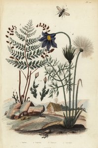 Mousse des rochers, Andraea rupestris 1, abeille minière, Andrena agilissima 2, fougère à fleurs, Anemia adiantifolia 3, et anémone pulsatille, Anemone pulsatilla 4
