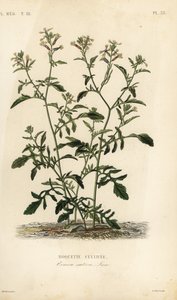 Roquette cultivée, Eruca vesicaria, Eruca sativa - Unbekannt