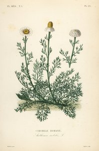 Camomille romaine