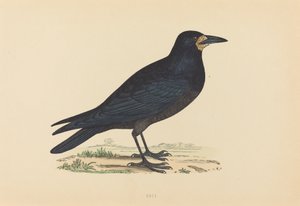 Corbeau