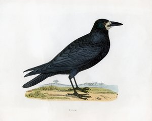 Corbeau, 19ème siècle
