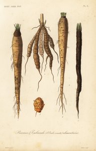 Légumes racines et tubercules alimentaires - Unbekannt