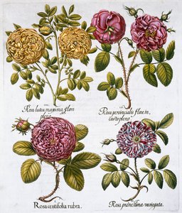 Roses, 1613 - Unbekannt