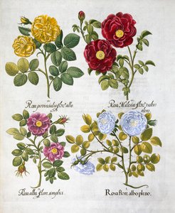 Roses, 1613 - Unbekannt
