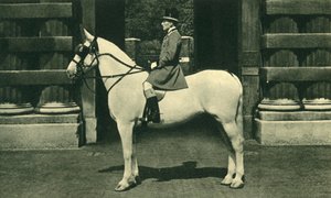 Cavalier royal en livrée écarlate, années 1950 - Unbekannt