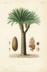 Cycas - Unbekannt