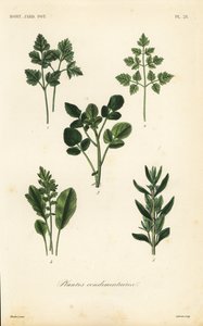 Plantes condimentaires pour salades