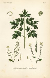 Légumes pour salades et condiments
