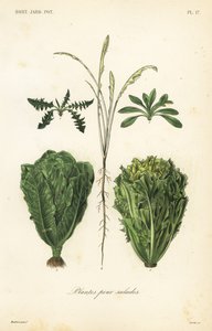 Plantes pour salades