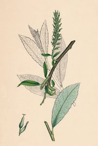 Salix phylicifolia, var. radicans. Saule à feuilles de thé, var. a., 19ème siècle - Unbekannt